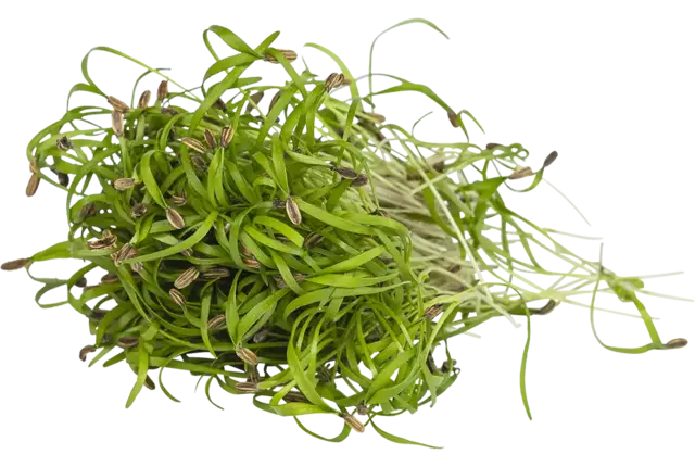 Venkel cress 25gr stuk